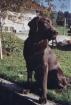 Schöne Labradorwelpen in blond braun schwarz zu verkaufen