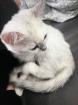 Verschmustes BKH Baby Mädchen Farbe Tabby Silver shaded