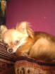 Schöner Chihuahua schoko tan Deckrüde bietet seine dienste an