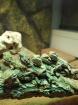 Zwergbartagamen Pogona Henrylawsoni