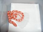 Kornnattern albino amelanistisch het. motley charcoal