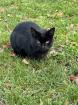 Schwarzer Kater abzugeben