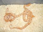 1 1 Albino Tigerpython het. albinogreen Python molurus bivittatus
