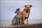 Biete liebevolle Hundebetreuung mit viel Erfahrung