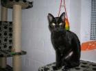 Samira das ist keine normale Katze