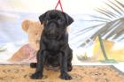 MOPS Welpen mit FCI Stammbaum