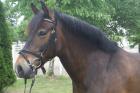 Deutsches Reitpony Wallach 9 Jahre 1 48m artig