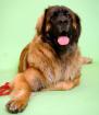 Leonberger Freunde Hamburg/Schleswig-Holstein