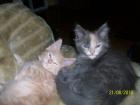 Maine Coon Kitten suchen ein neues Zuhause