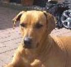 Rhodesian Ridgeback Wurfankündigung zum 04. 07. 2022