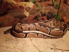 Königspython Python regius Specter Pastel Weiblich 1. 11. 2022 Herkunft DNZ