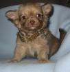 Chihuahua -Welpen aus seriöser deutscher Zucht
