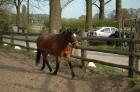 Biete Reitbeteiligung auf einem Deutschen-Reitpony