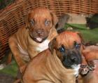 Traumhafte Bordeauxdogge - Cane Corso Mix Welpen entwurmt und geimpft abzugeben