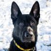 TWIGGERS - Deutscher Schäferhund-Mix - 2 Jahre 7 Monate - Tierhilfe-Franken e. V.