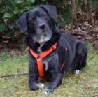 GRACIELLA - Labrador-Mix - 8 Jahre - Tierhilfe-Franken e. V.