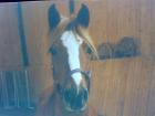 Suche Reitbeteiligung für mein Deutsches Reitpony Dringend