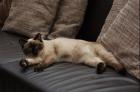 Ein Siam Deckkater wird gesuckt