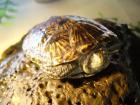 Europäische Sumpfschildkröten Emys orbicularis NZ 2022