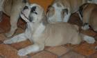 Englische Bulldogge Welpen zum verkaufen