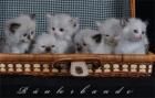 Bezaubernde Ragdollkitten.