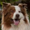 SCHRÖDER - Lieber Australian Shepherd