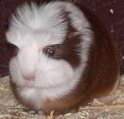 Meerschweinchen-Jungtier Coronet-Böckchen