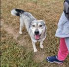 Lassie sucht ein passendes Zuhause