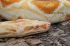 Boa constrictor albino sharp line ab 500 -Euro