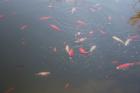 Goldfische aus Teich abzugeben
