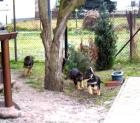 Schäferhundwelpen rein DDR /blütig in schw/br