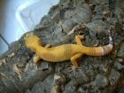 Leopardgecko Zuchtgruppen APTOR Sunglow SHCT - the Urban Gecko Tremper Las