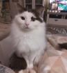 Merlin - Birma-Perserkatze-Türkisch Van - 10 Jahre -Tierhilfe-Franken e. V.