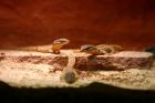 Varanus acanthurus Stachelschwanzwaran