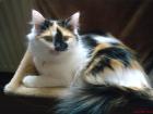 Suche langhaarigen Deckkater