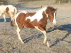 Homozygoter Paint Horse Hengst Absetzer