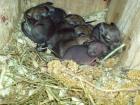 Degu Baby s 31. 05. 09 geboren Dortmund/Unna
