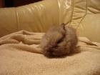 Kaninchen Babys suchen dringend ein zuhause