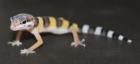 Leopardgecko Eublepharis macularius verschiedene Varianten 25 - Euro PASTEL - HI
