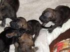 Deutsche Dogge Welpen von Don Camillo