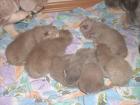 Britische Kurzhaar - Katzenbabys
