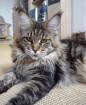 Maine Coon Babys