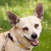 RONINA - Chihuahua-Mix - 10 Jahre - Tierhilfe-Franken e. V.