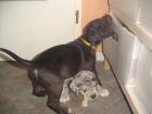 9 kleine Doggenbabys suchen ab April ein neues Sofa.