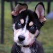 JADORA - Husky-Schäfer-Mix - 10 Monate - Tierhilfe-Franken e. V.