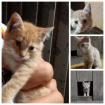 Fuchsige Katzen rot Hofkatzen