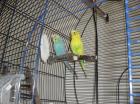 2 5 J. Wellensittichpärchen mit Käfig Bird Lamp Spielplatz u. a.
