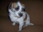 Gass der kleine Mischling in Not