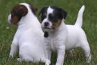 MINI Jack Russell Baby DRINGEND abzugeben Heide