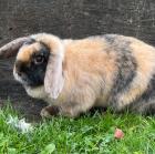 BUNTI - Zwergwidderchen - 1 Jahr 9 Monate - Tierhilfe-Franken e. V.
